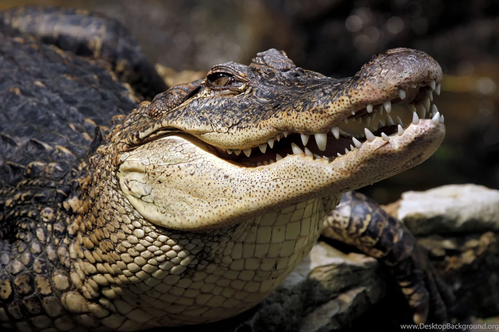 72 Crocodile HD Wallpapers