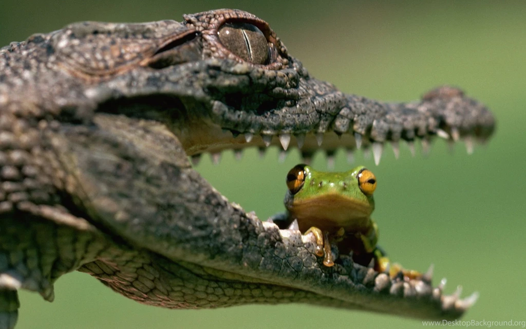 72 Crocodile HD Wallpapers
