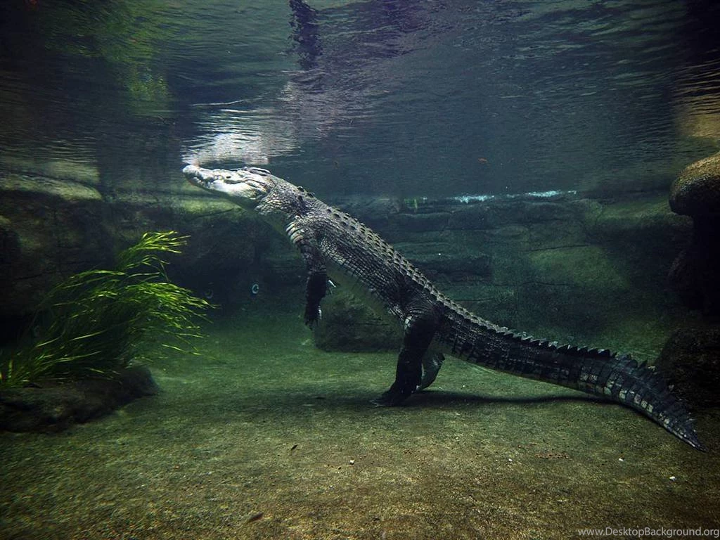 Crocodile In Water Standing HD Wallpaper.jpg