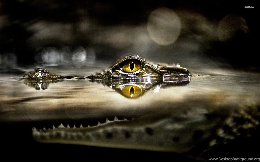 Crocodile Wallpapers Animal Wallpapers