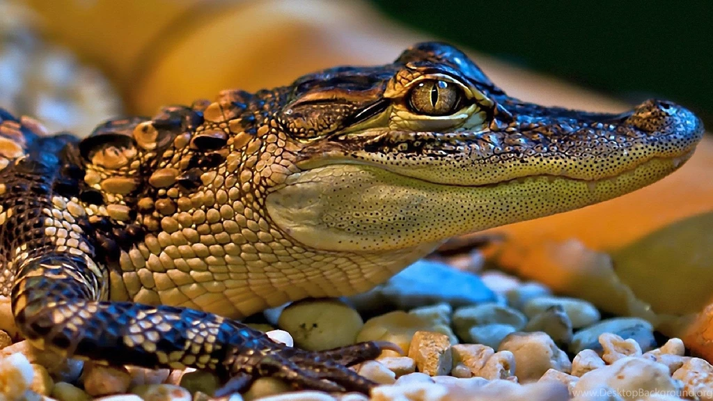 16 Crocodile HD Wallpapers