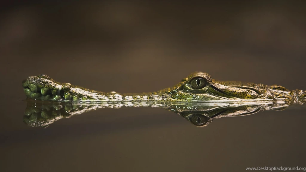 Full HD 1080p Crocodile Wallpapers HD, Desktop Backgrounds 1920x1080