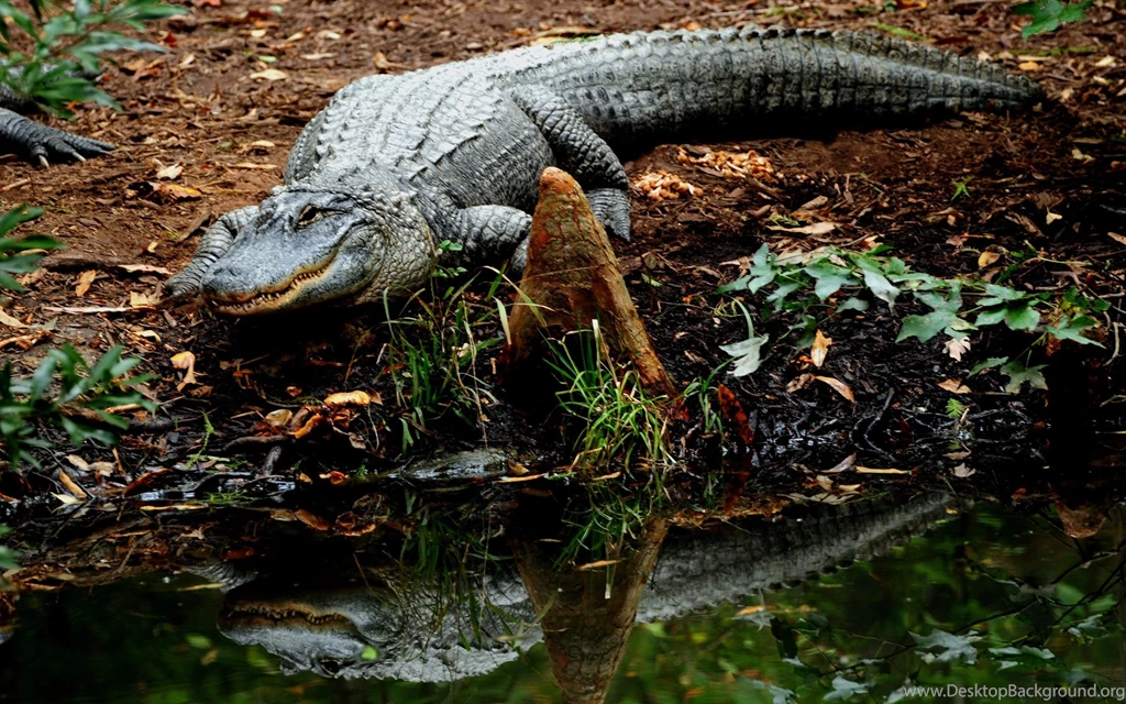 Crocodile HD Wallpapers