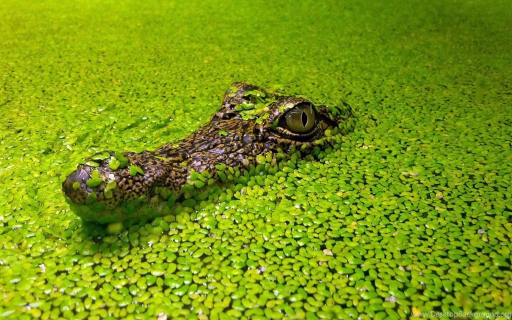 Crocodile Desktop Wallpapers , New Wallpapers, New Wallpapers