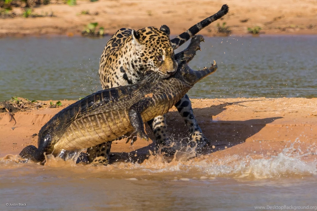 Fighting Jaguar And Crocodile Wallpapers And Images Wallpapers ...