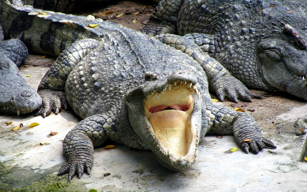 Crocodile Wallpapers
