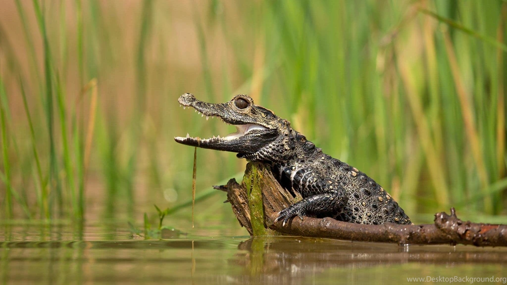 Dwarf Crocodile >> HD Wallpaper, Get It Now!
