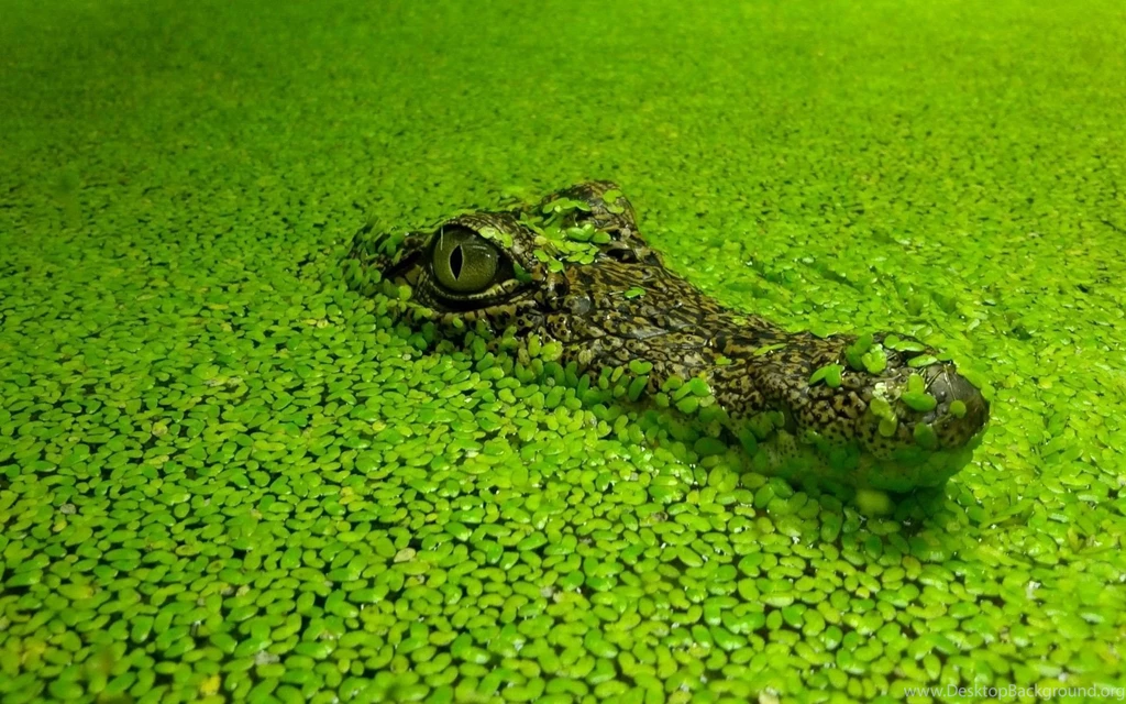 Animal Alligator HD Photos