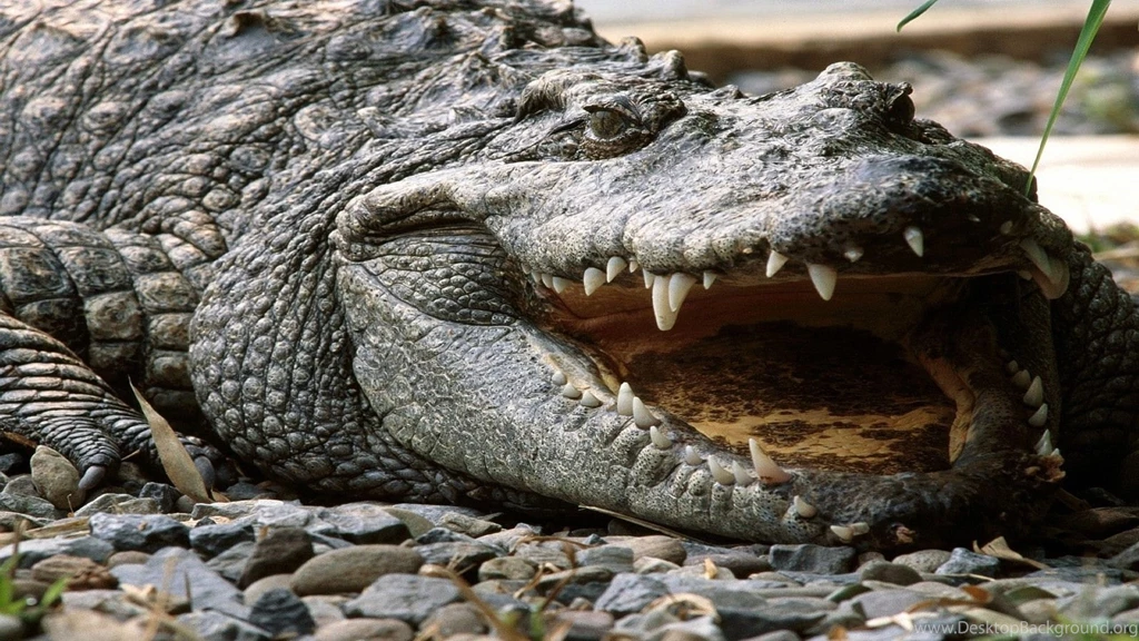 Crocodile on Rocks Wallpaper HD.jpg