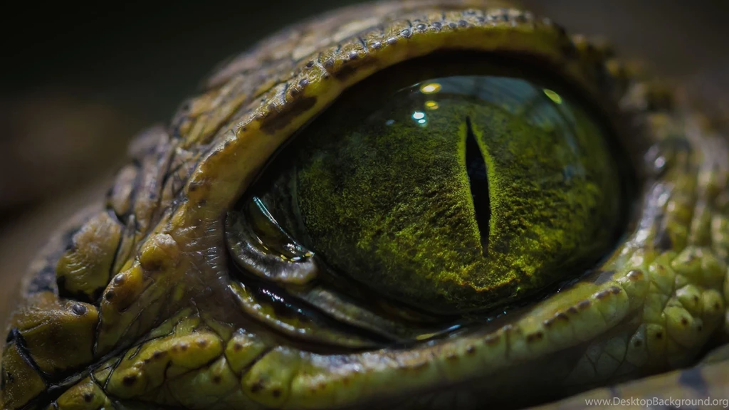 Crocodile Wallpapers HD Download