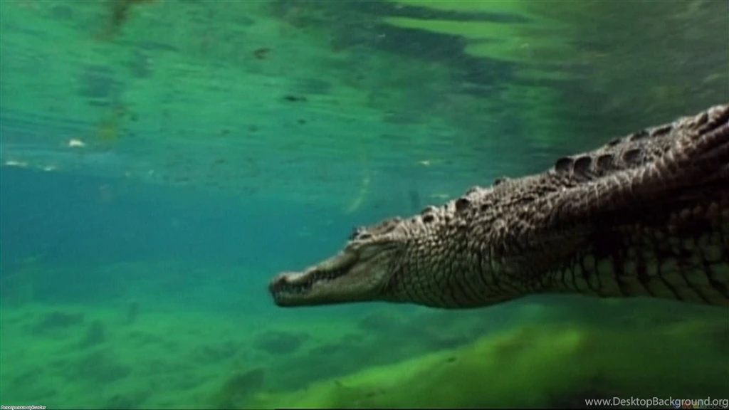 Crocodile download wallpaper.jpg