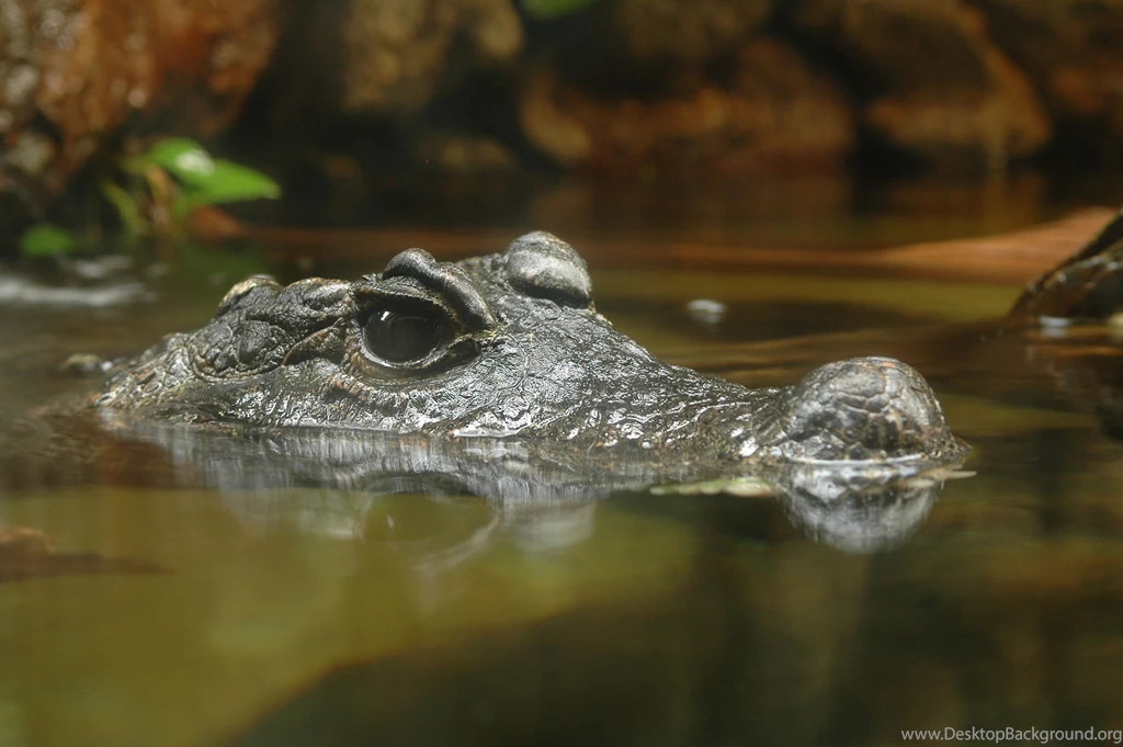 72 Crocodile HD Wallpapers