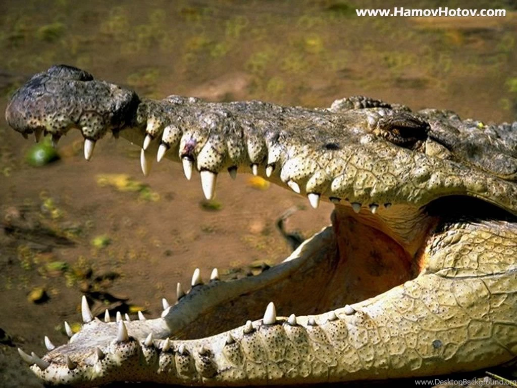 Wallpapers Armenian Crocodile 1024x768