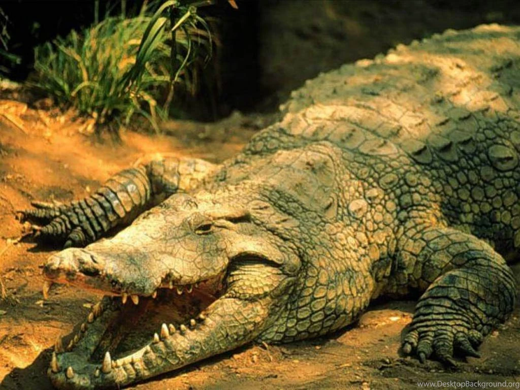 Crocodile Wallpapers Animals Town