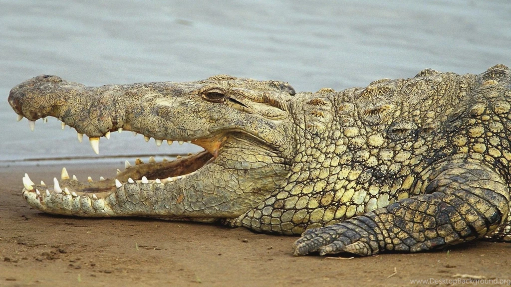 Crocodile Wallpapers HD Download