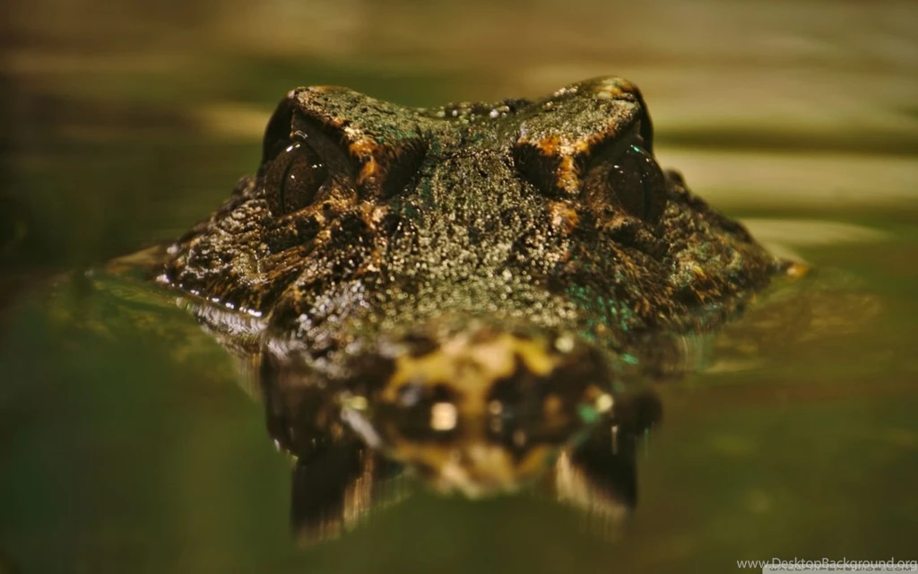 Crocodile HD Desktop Wallpapers : Widescreen : High Definition ...