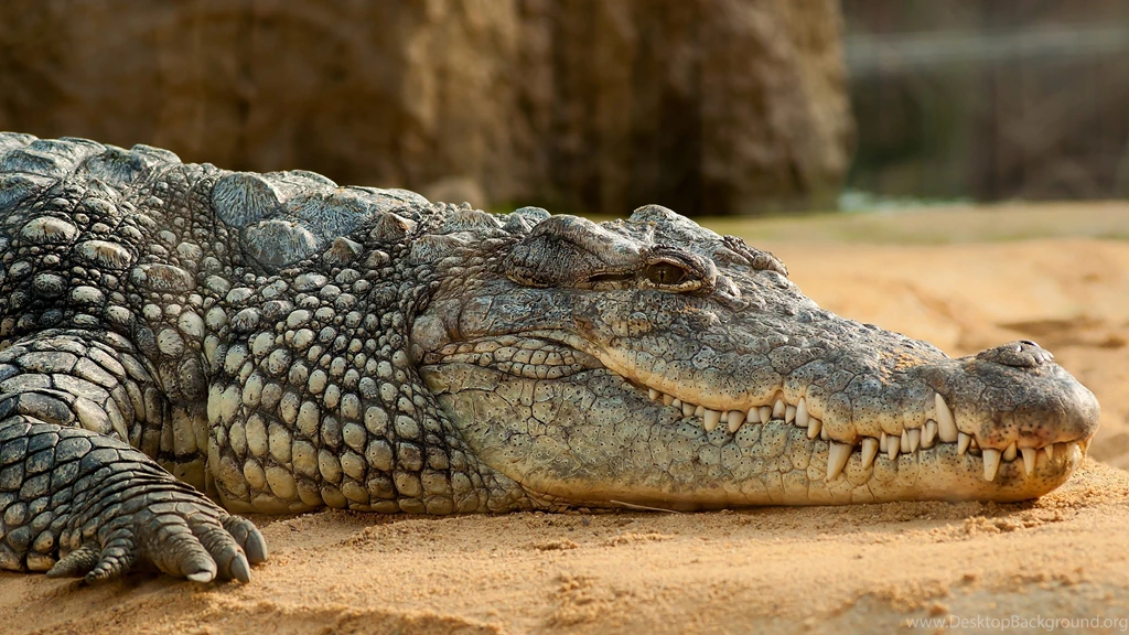 Nile_Crocodile_uhd.jpg