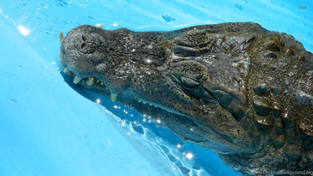 Crocodile Wallpapers   Animal Wallpapers