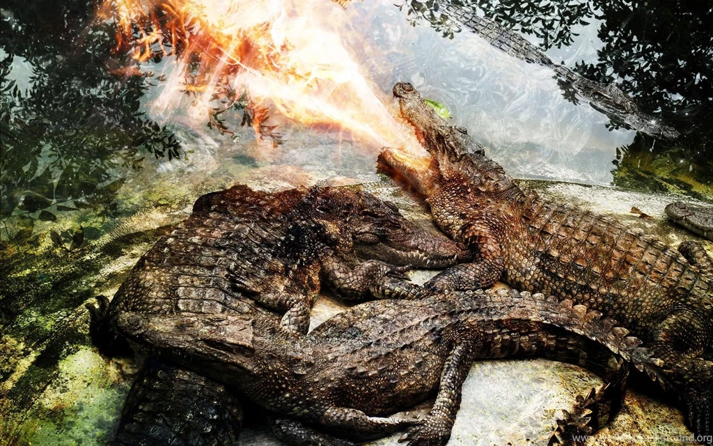 Crocodile Spit Fire Wallpapers And Images Wallpapers, Pictures ...