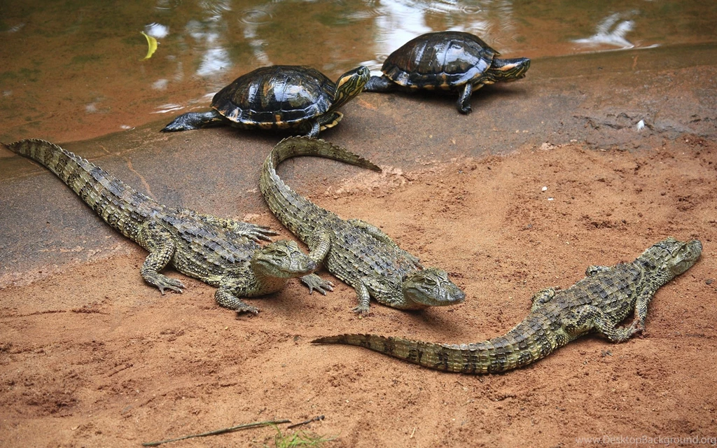 Crocodiles HD Desktop Wallpapers Universal Unique Tubes
