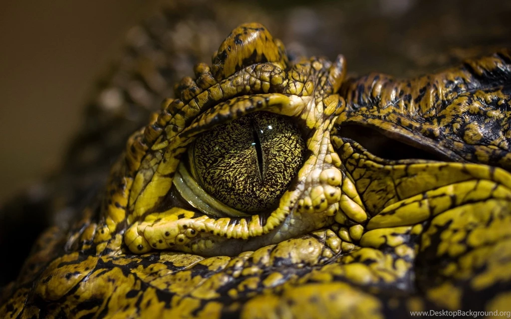 Crocodile Computer Wallpapers, Desktop Backgrounds