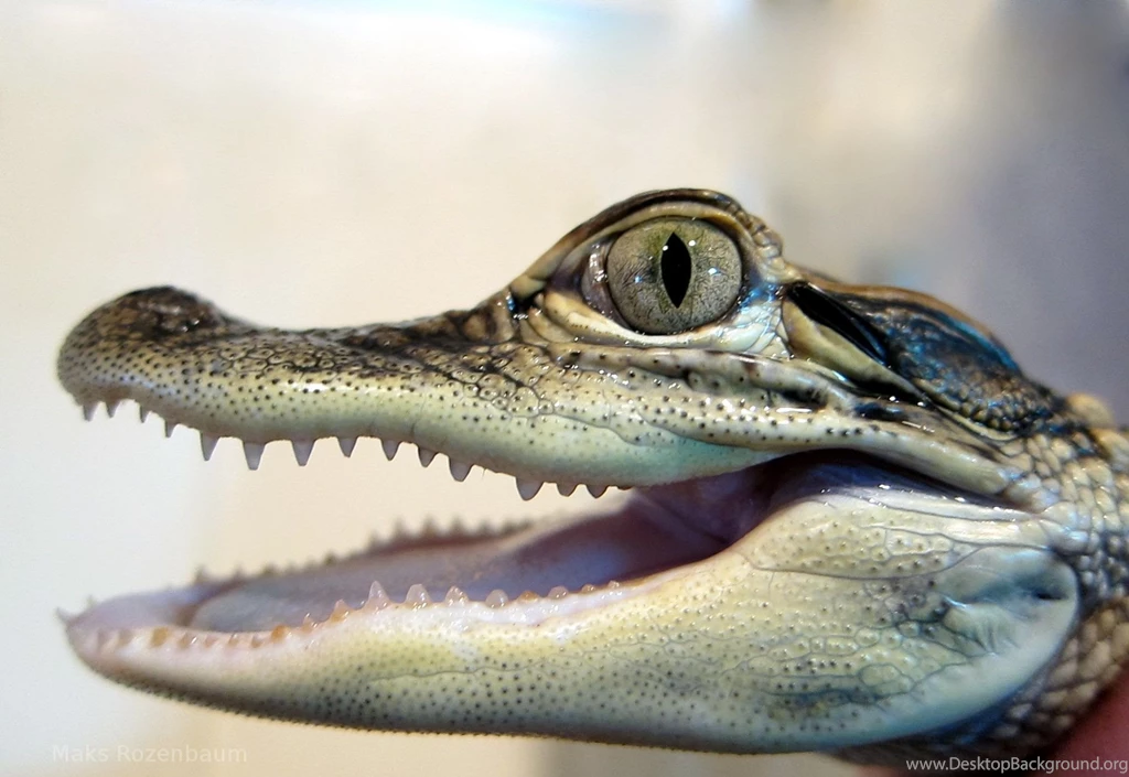 Crocodile Wallpaper.