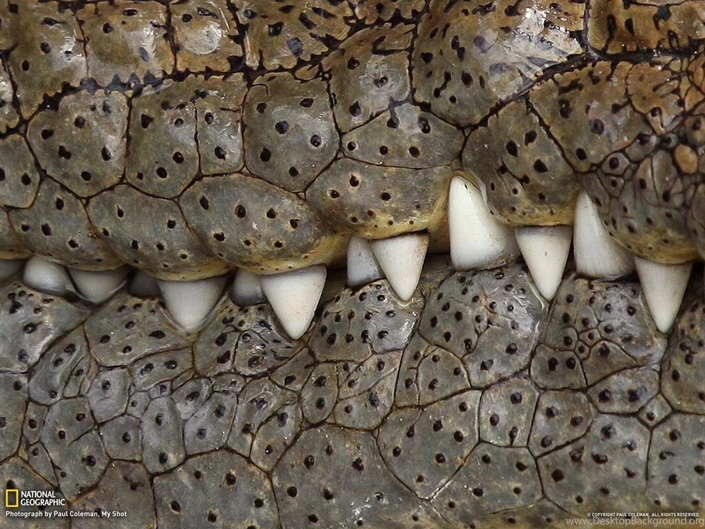 Crocodile Picture Animal Wallpapers National Geographic Photo ...