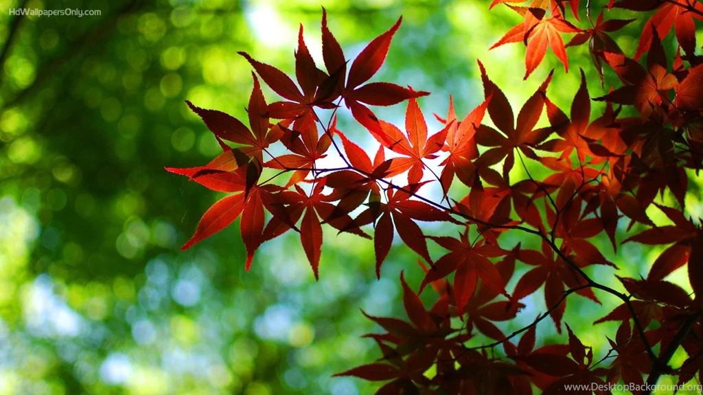 Hd Wallpapers 4K HD Wallpapers Lovely