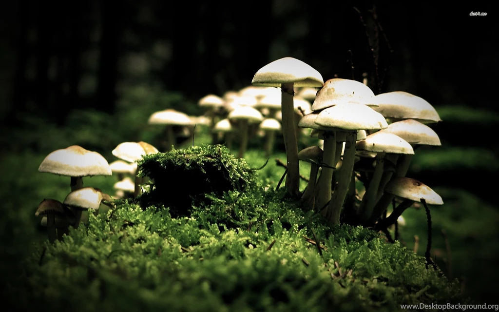 Mushrooms Wallpapers Nature Wallpapers