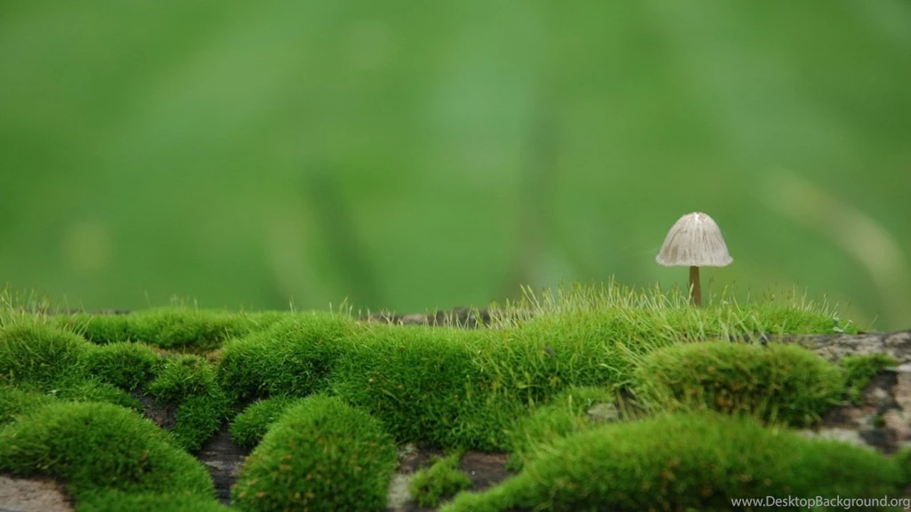 1600x900 Mushroom Wallpapers HD, Desktop Backgrounds 1600x900