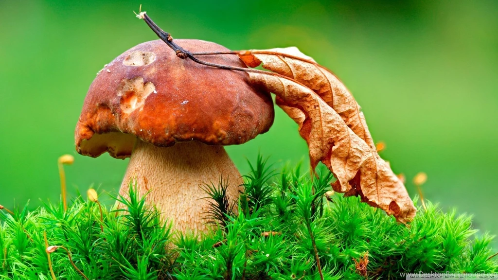 Mushroom Wallpapers