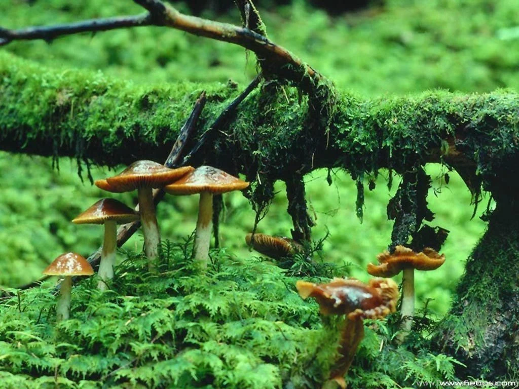 Mushroom HD Wallpapers