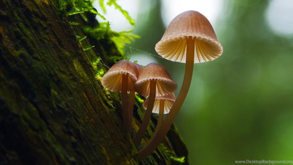 Autumn mushrooms wallpaper.jpg