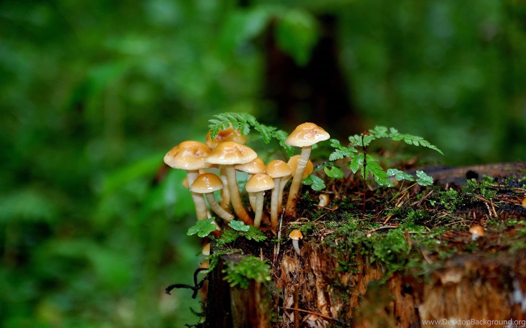 Mushroom Wallpapers