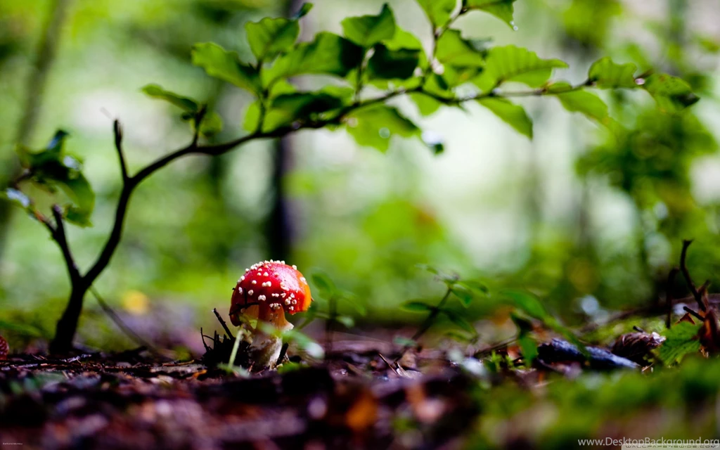 Red Mushroom Wallpapers And Images Wallpapers, Pictures, Photos