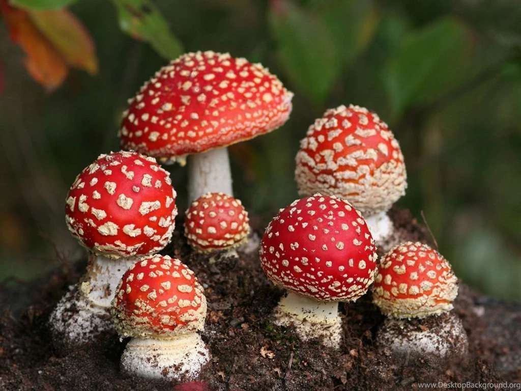 296 Mushroom HD Wallpapers