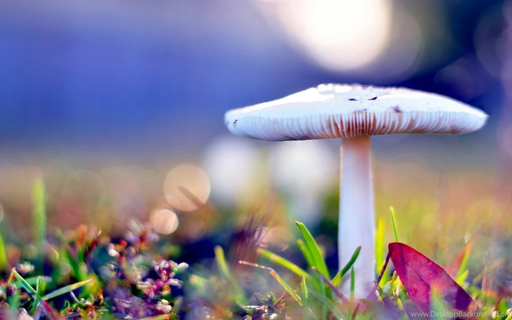 Top Magic Mushrooms Hd Images For Pinterest