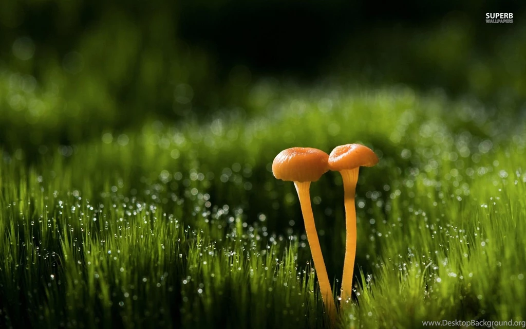 Mushrooms Wallpapers Photography Wallpapers