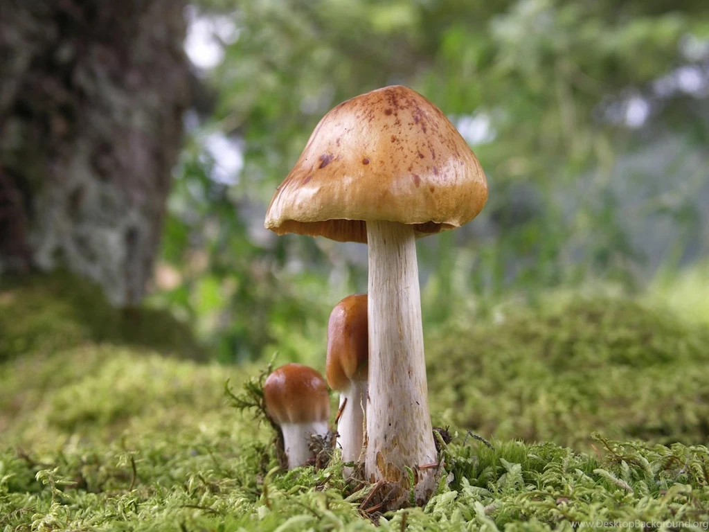 Mushroom Wallpapers 41613 Images