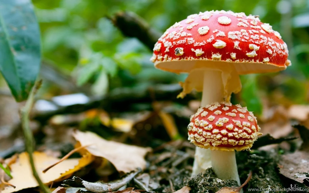 Mushrooms HD Wallpapers