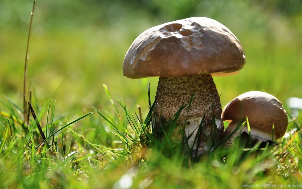 296 Mushroom HD Wallpapers