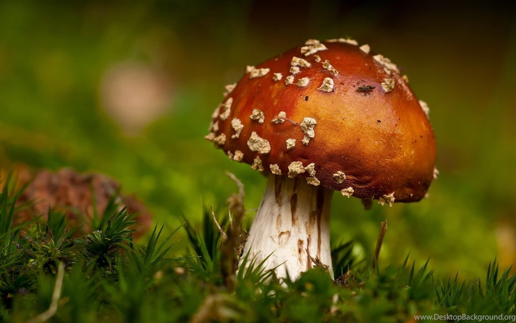 Cute Mushroom Wallpapers HD Desktop • IPhones Wallpapers