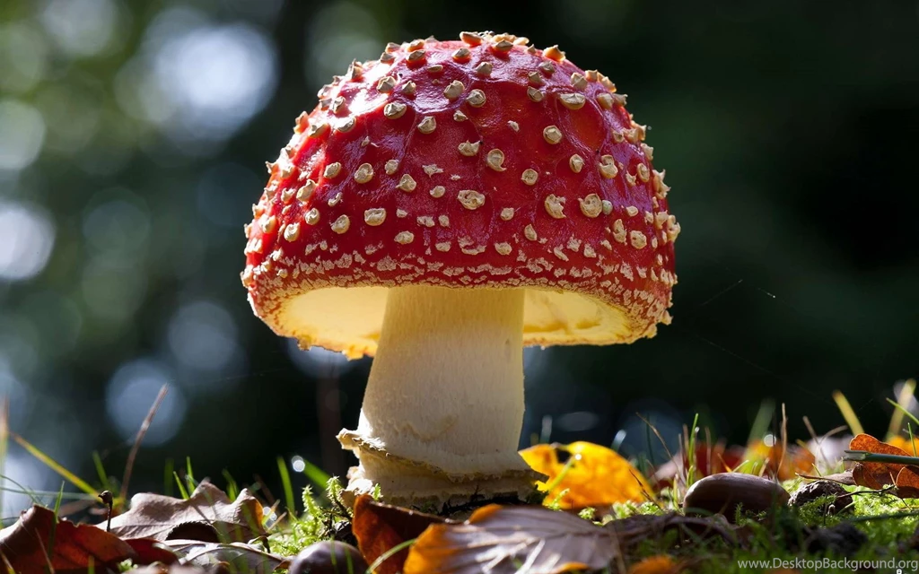Mushroom Computer Wallpapers, Desktop Backgrounds