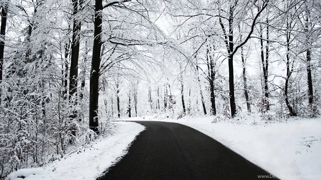 Snowy Forest Wallpapers