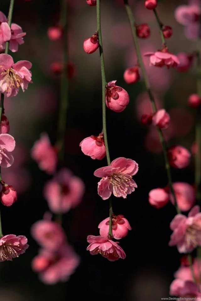 640x960 Pink Spring Flowers Iphone 4 Wallpapers