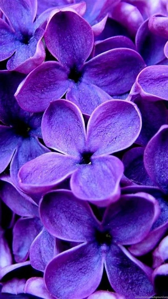 PURPLE FLOWERS, IPHONE WALLPAPER BACKGROUND