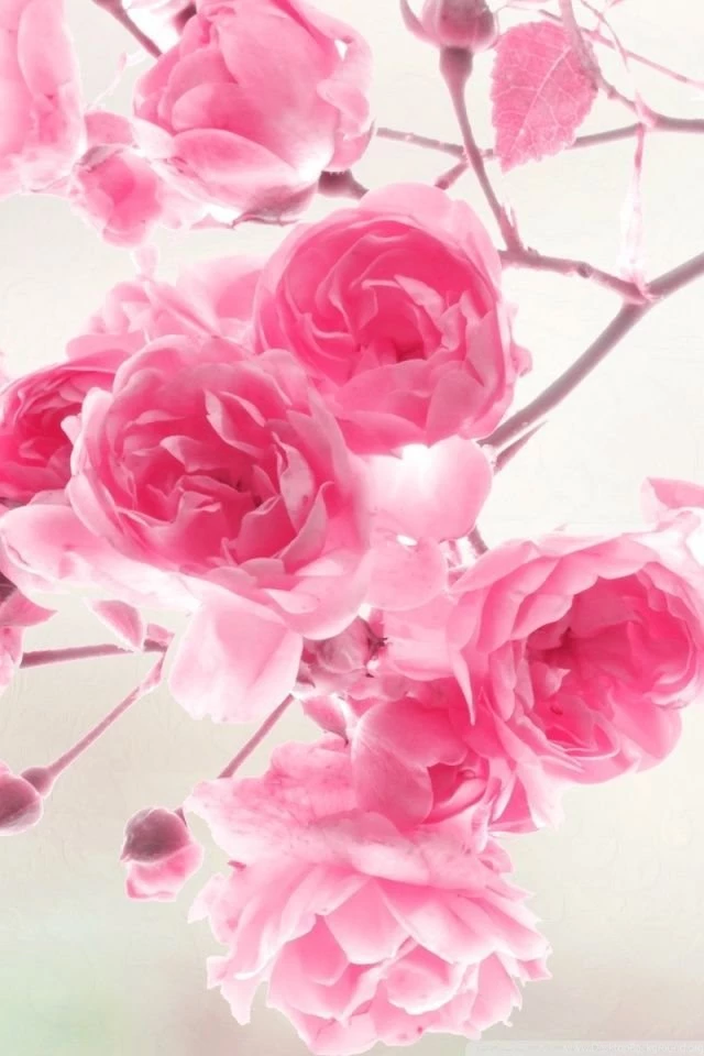 Pink Roses Flowers HD Desktop Wallpapers : High Definition ...