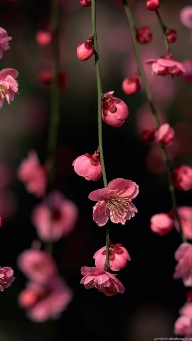 640x1136 Pink Spring Flowers Iphone 5 Wallpapers