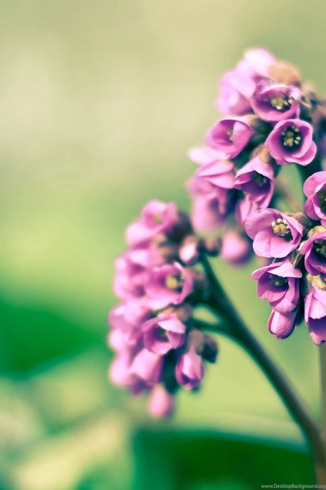 Purple Flowers iPhone 4s Wallpapers Download