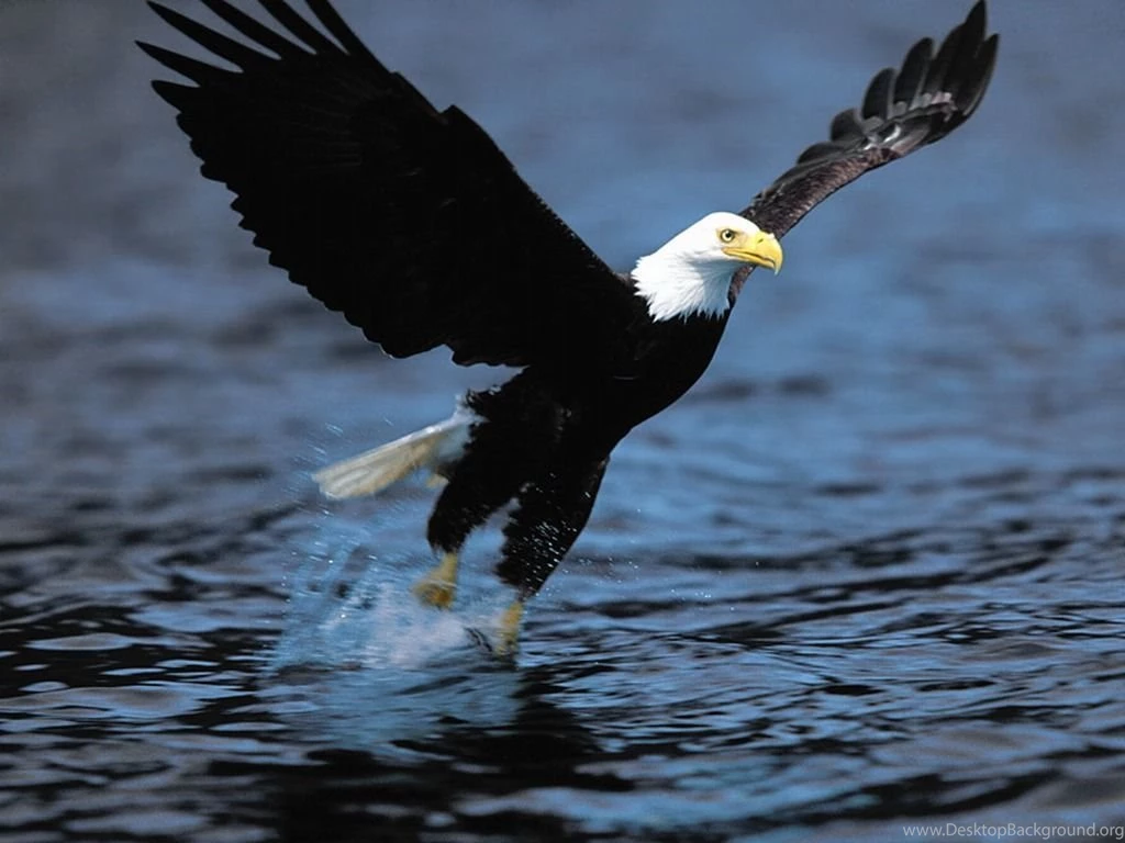 Bald Eagle